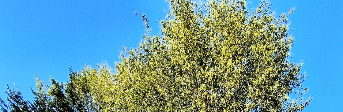 Saim Tunç Cover Image